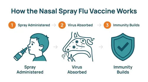 Three-step diagram showing how the nasal spray flu vaccine works: the spray is administered into the nostril, the weakened virus is absorbed through the nasal passage, and the immune system builds immunity against influenza